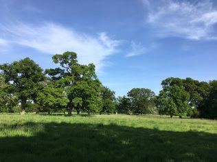 Meadow in Abbey Park